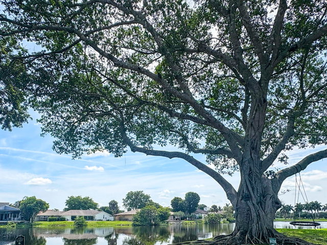 Wimbledon at Jacaranda  photo 4